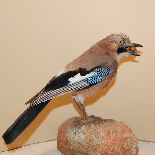 museo ornitologico
